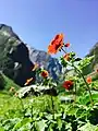 Flower snapshot in VoF