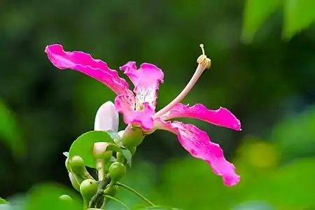 Macro image
