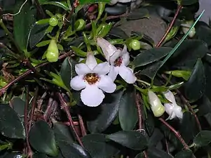 C. gracilis