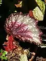 The plants of many species of Begonia are covered with fine hairs.