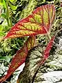 The back of the leaves is one of the key points to appreciate Begonia.