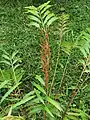 Sporophylls and vegetative pinnae