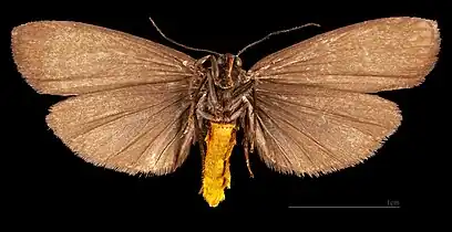 ♂   △