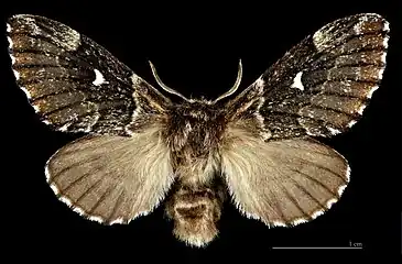 ♂