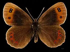 Erebia aethiops ♂