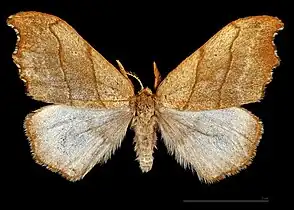 ♂