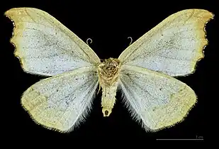 ♀ △