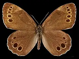 Lopinga achine ♂