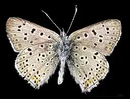 Lycaena tityrus ♀ △