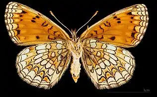 ♀ △