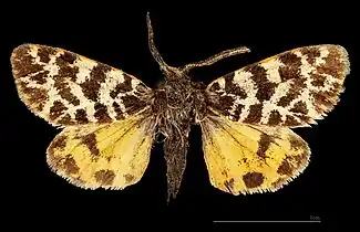 ♂