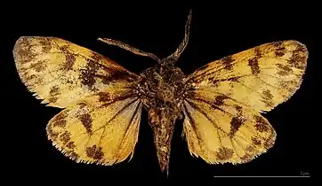 ♂ △