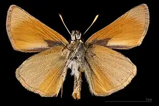 ♂  △