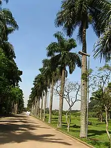 Palma real(Roystonea borinquena)