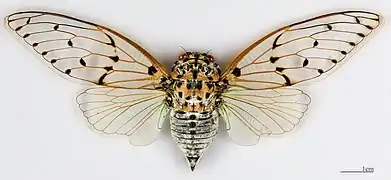 ♀ MHNT