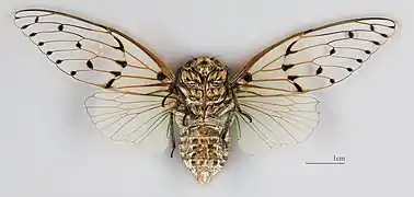 ♂ △ MHNT