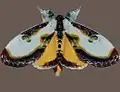 Eudryas grata adult