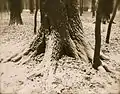 1000 Oaks, 1897. Albumen silver print, 18 x 23&nbsp;cm. The Wassmann Foundation, Washington, D.C.