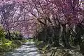 Cherry blossom flowers all over the area at Doi Inthanon National Park