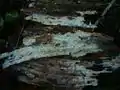 Resinicium bicolor