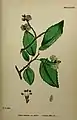 'Sowerbyi', from English Botany, or Coloured Figures of British Plants.