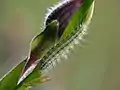 Larva
