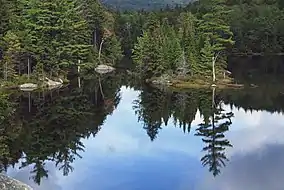 Pond reflecting the pine forest above it