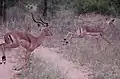 Impalas