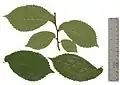 Pressed short-shoot leaves