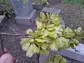 Samarae of same