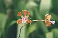 Encyclia cordigera flower