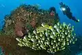 Schooling Sweetlips at Raja Ampat Papua, 2010