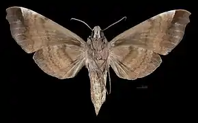 Female ventral