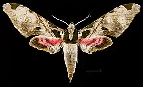 Male dorsal