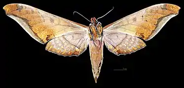 Female dorsal
