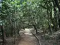 These forests are used recreationally for walking, among other things.