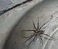 Agelenopsis sp. male, 17&nbsp;mm (about 3⁄4 inch)