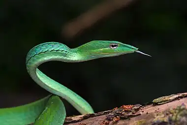 Image 17Ahaetulla prasinaAsian vine snake Ahaetulla prasina. This snake has a wide distribution in Asia. It feeds on small reptiles and amphibians, particularly lizards and tree frogs. Adults may attain 1.8 m (6 feet) in total length, with a tail 0.6 m (2 feet) long. Its appearance is very much like those of South American vine snakes. It is a rear-fanged species and is mildly venomous but is not considered a threat to humans.More selected pictures