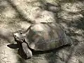 Buford, about 2 feet (0.61&nbsp;m) long