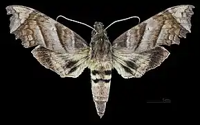 Female dorsal