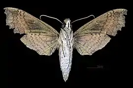 Female ventral