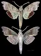 Aleuron chloroptera