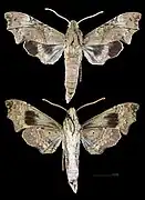 Aleuron neglectum