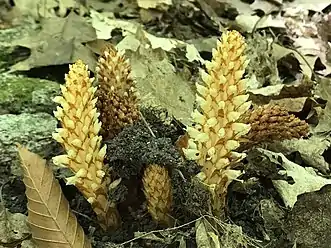 Conopholis americana, American cancer-root, Newport State Park