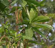 Alstonia macrophylla