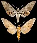 Ambulyx auripennis
