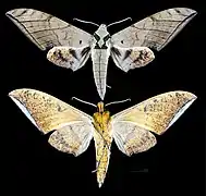 Ambulyx clavata
