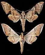 Ambulyx cyclasticta