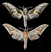 Ambulyx japonica