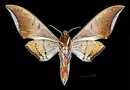 Male, ventral view